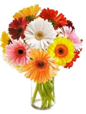 Fresh Flowers Special Arrangement of 12 Mixed Gerberas In A Glass Vase